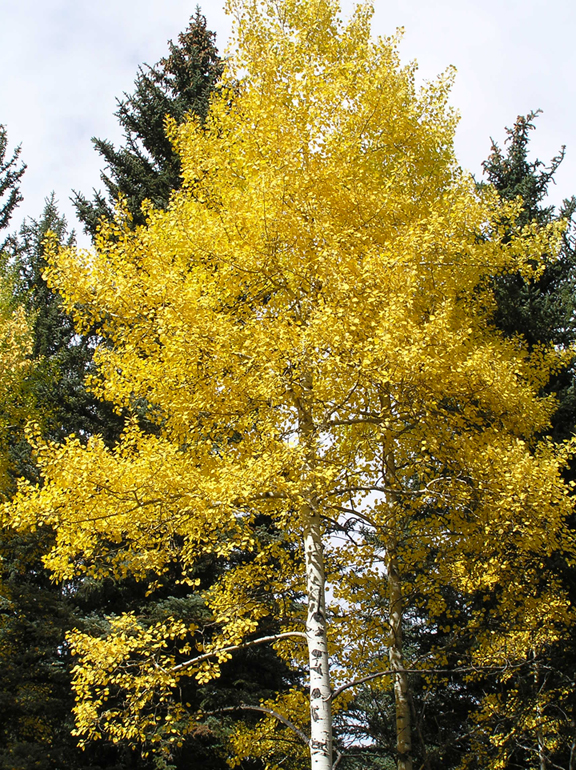 0420Apsen20Tree20gold